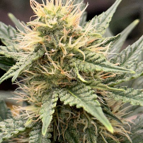 GSC growlog timeline photo