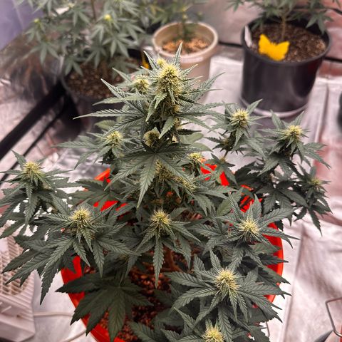 GSC growlog timeline photo