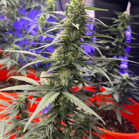 GSC growlog timeline photo