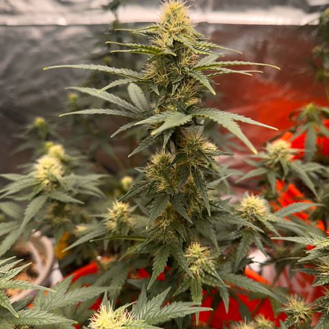GSC growlog timeline photo