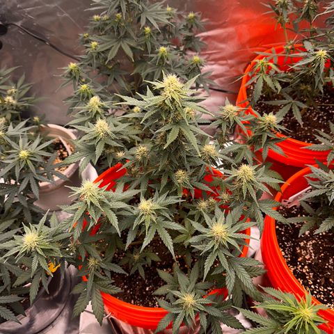 GSC growlog timeline photo