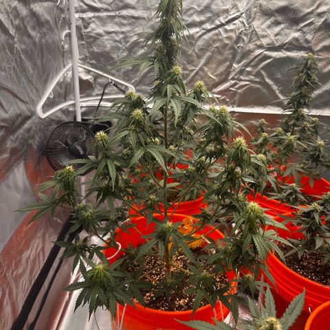 GSC growlog timeline photo
