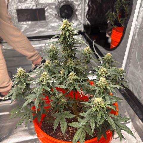 GSC growlog timeline photo