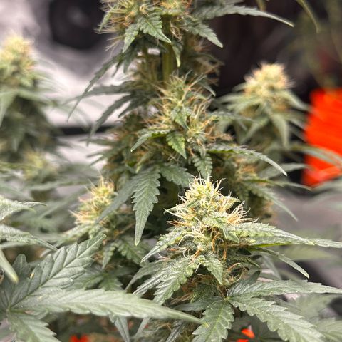 GSC growlog timeline photo