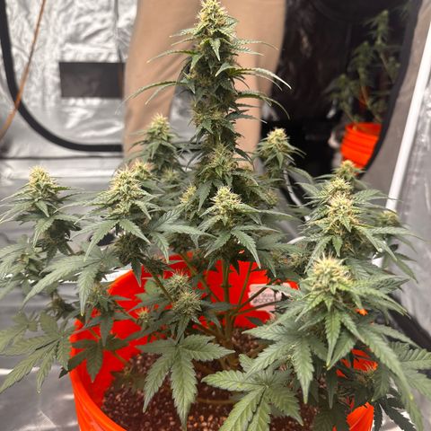 GSC growlog timeline photo