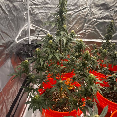 GSC growlog timeline photo