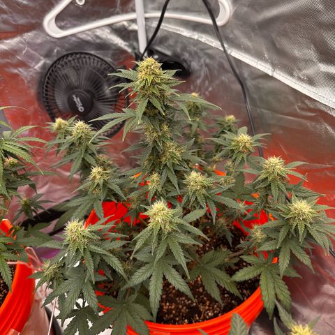 GSC growlog timeline photo