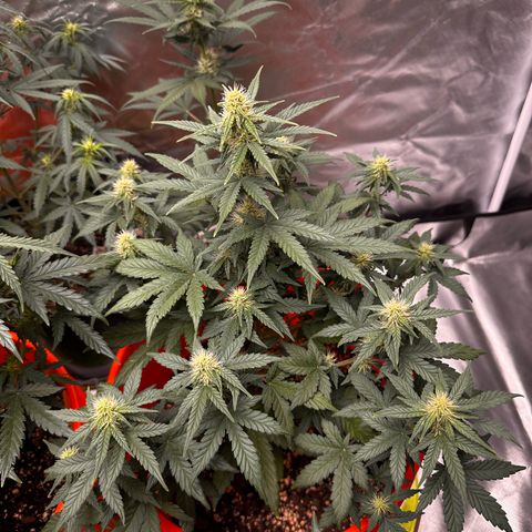 GSC growlog timeline photo
