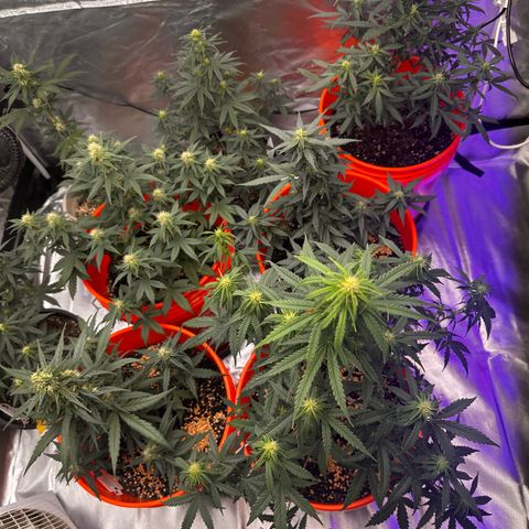 GSC growlog timeline photo