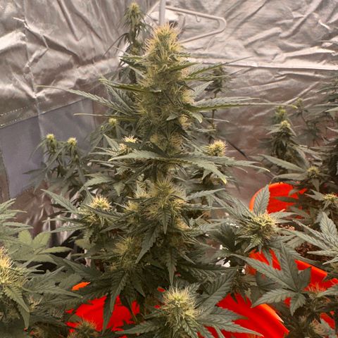 GSC growlog timeline photo