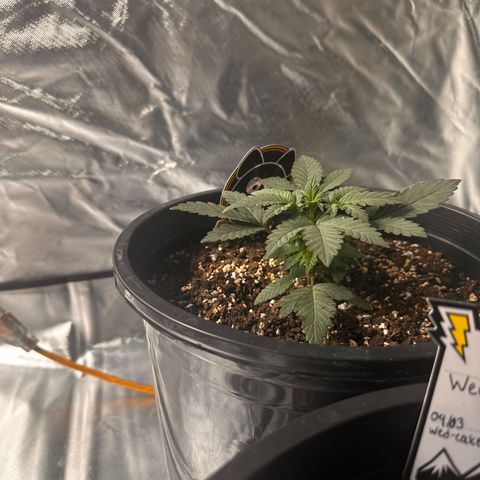 Mephisto’s Wedding  growlog timeline photo