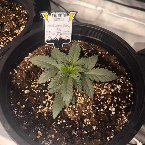 Mephisto’s Wedding  growlog timeline photo