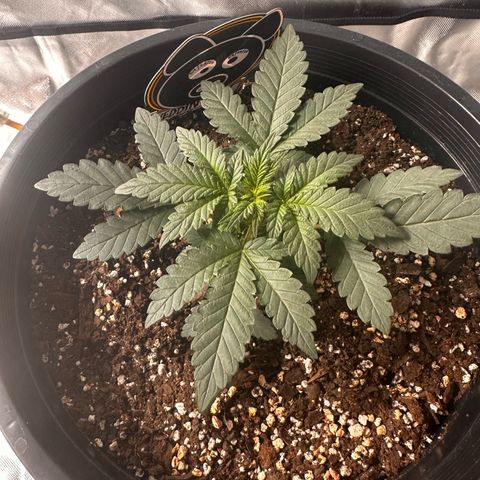 Mephisto’s Wedding  growlog timeline photo