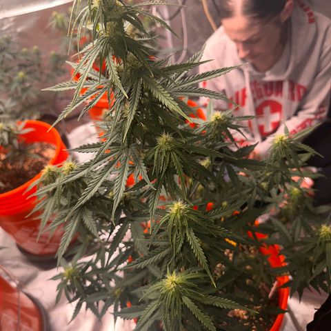 GSC growlog timeline photo