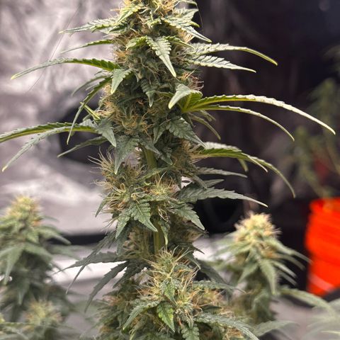 GSC growlog timeline photo