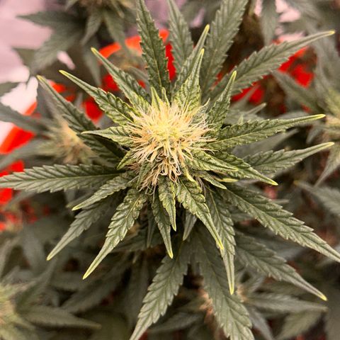 GSC growlog timeline photo
