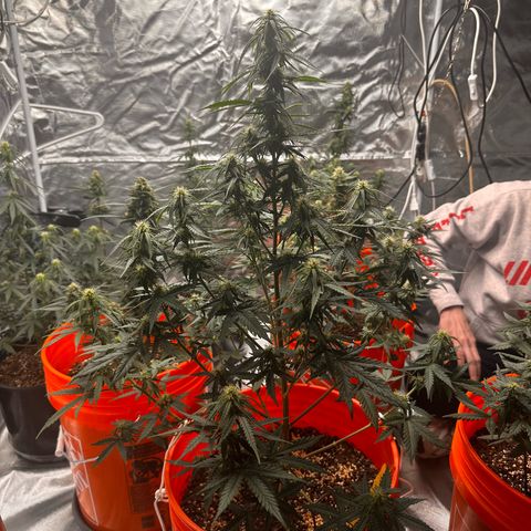 GSC growlog timeline photo