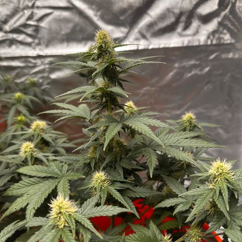 GSC growlog timeline photo