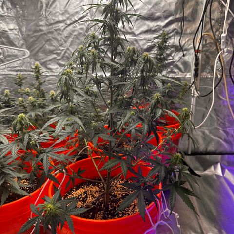 GSC growlog timeline photo