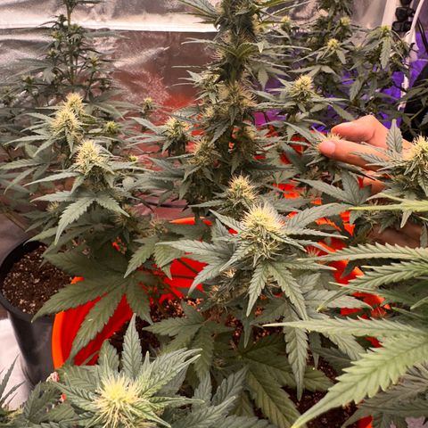 GSC growlog timeline photo