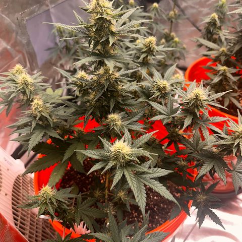 GSC growlog timeline photo