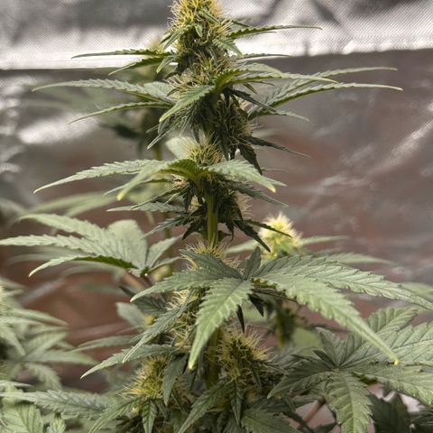 GSC growlog timeline photo