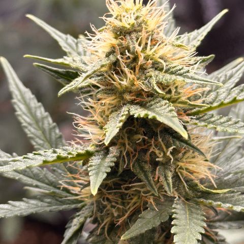 GSC growlog timeline photo