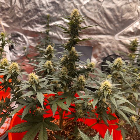 GSC growlog timeline photo