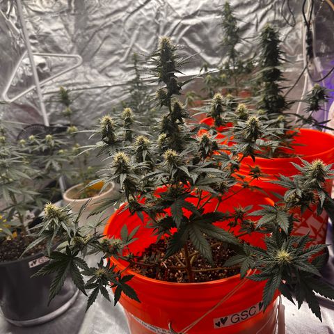 GSC growlog timeline photo