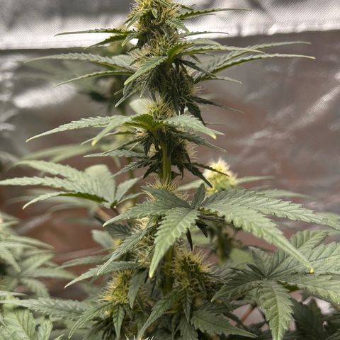 GSC growlog timeline photo