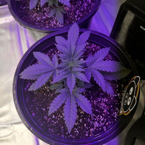 Mephisto’s Wedding  growlog timeline photo