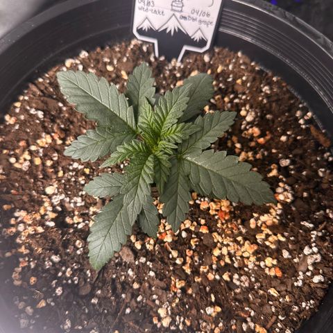 Mephisto’s Wedding  growlog timeline photo