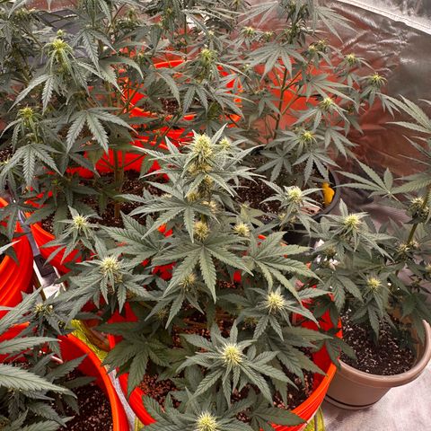 GSC growlog timeline photo