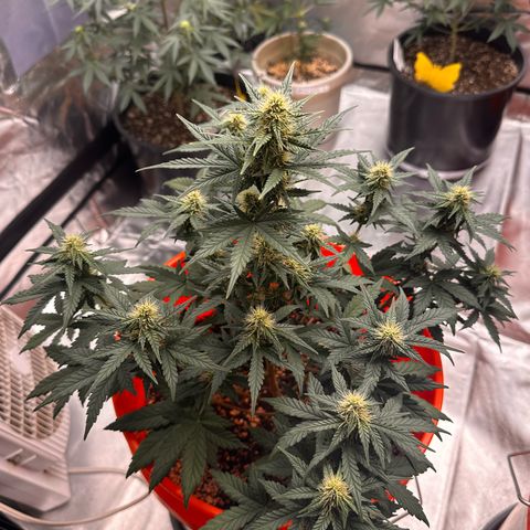 GSC growlog timeline photo