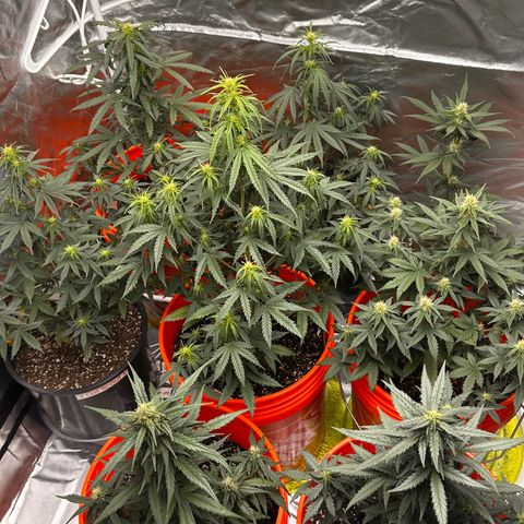 GSC growlog timeline photo