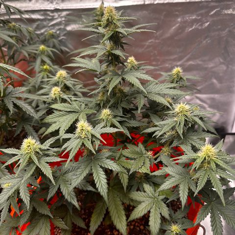 GSC growlog timeline photo