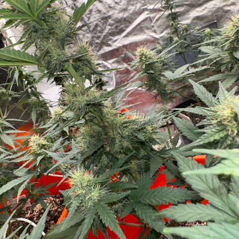 GSC growlog timeline photo