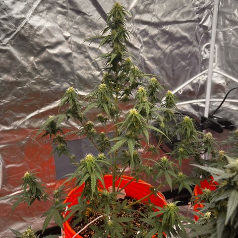 GSC growlog timeline photo