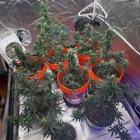 GSC growlog timeline photo