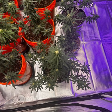 GSC growlog timeline photo
