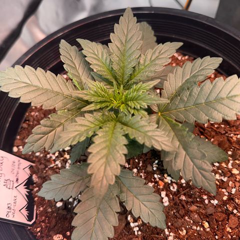 Mephisto’s Wedding  growlog timeline photo