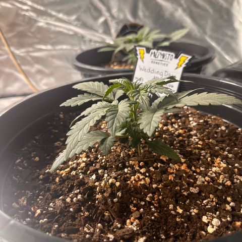 Mephisto’s Wedding  growlog timeline photo