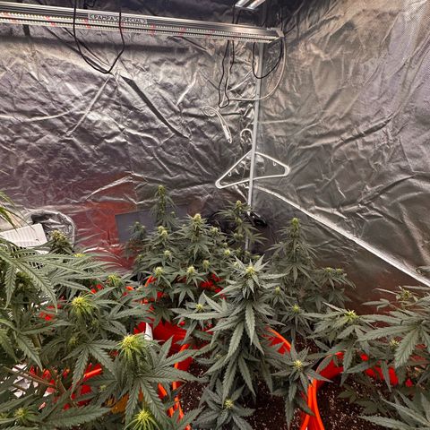 GSC growlog timeline photo
