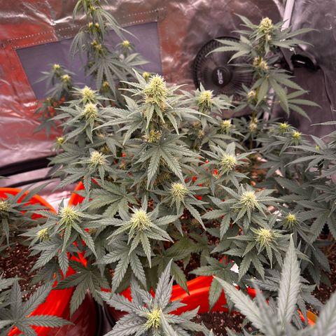 GSC growlog timeline photo
