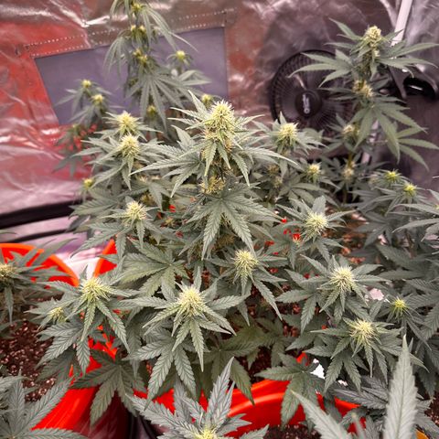 GSC growlog timeline photo