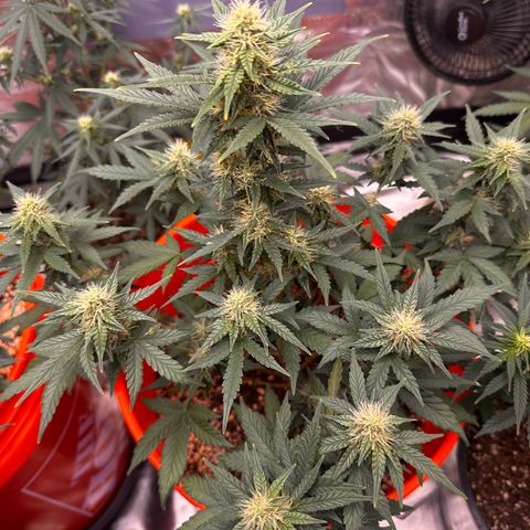 GSC growlog timeline photo