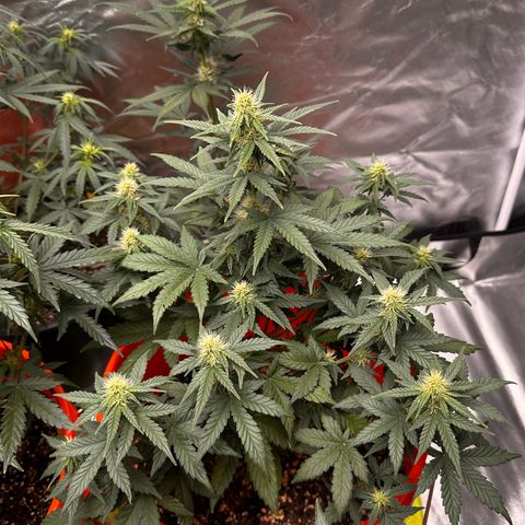 GSC growlog timeline photo