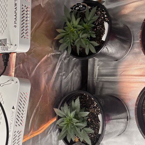 Mephisto’s Wedding  growlog timeline photo
