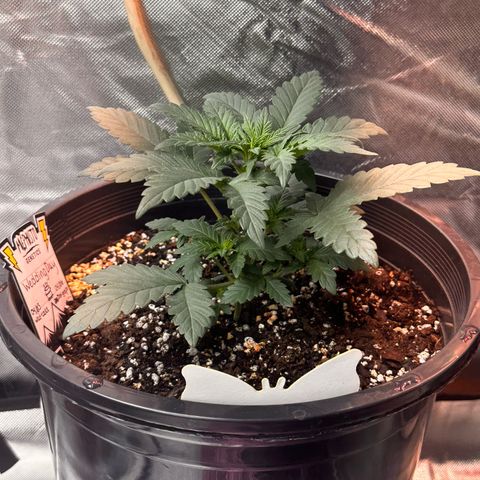 Mephisto’s Wedding  growlog timeline photo