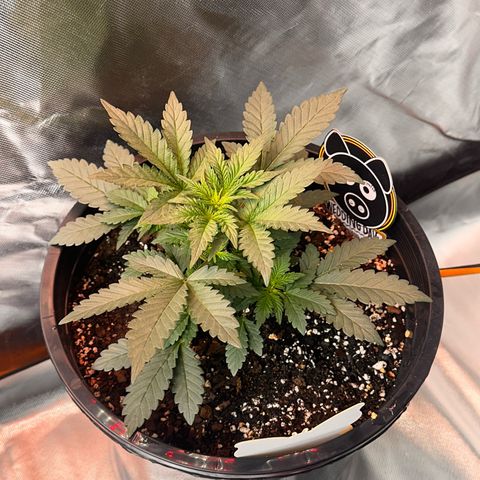 Mephisto’s Wedding  growlog timeline photo